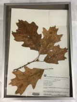 Black Oak Herbarium Specimen